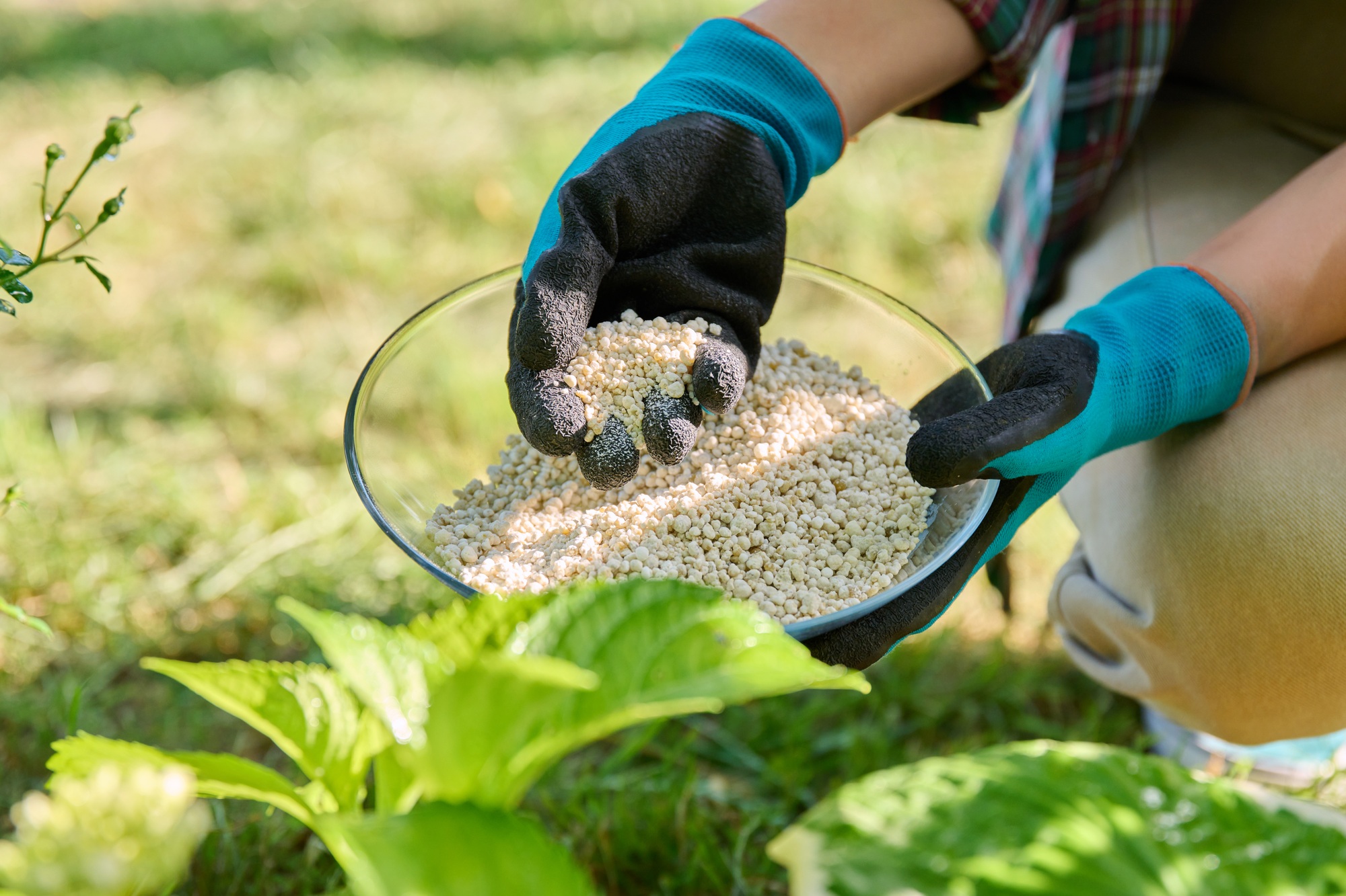 Close-up of hands with mineral fertilizers in garden on flower bed with green bushes